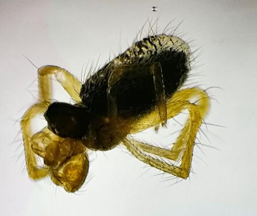Réf. 322 175 : Lasiargus hirsutus